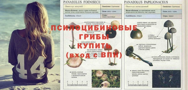 прущие грибы Зеленокумск